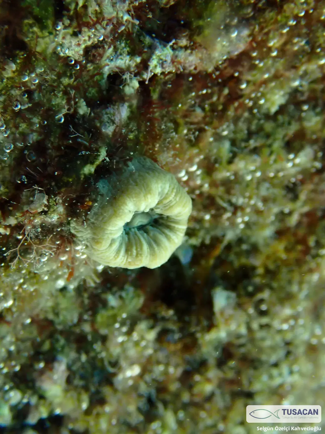 Balanophyllia europaea