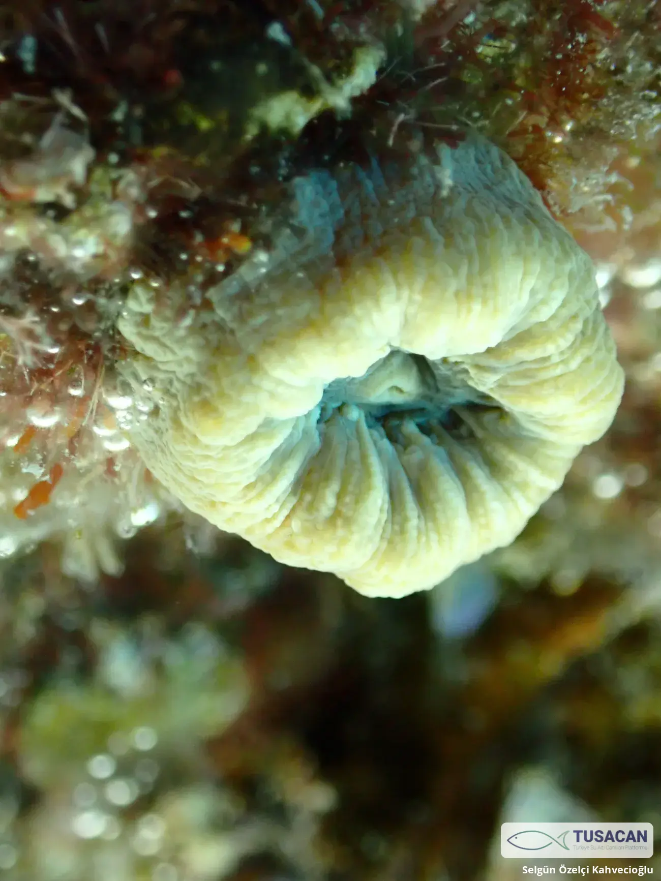 Balanophyllia europaea