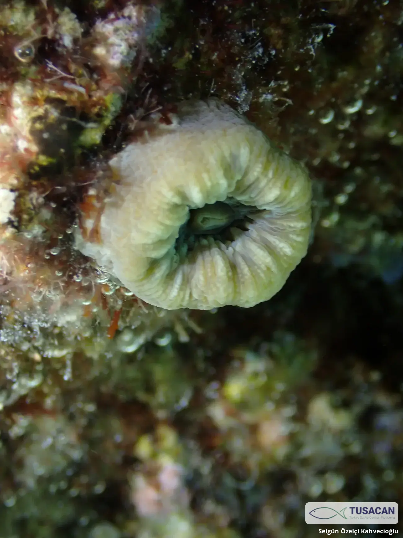 Balanophyllia europaea