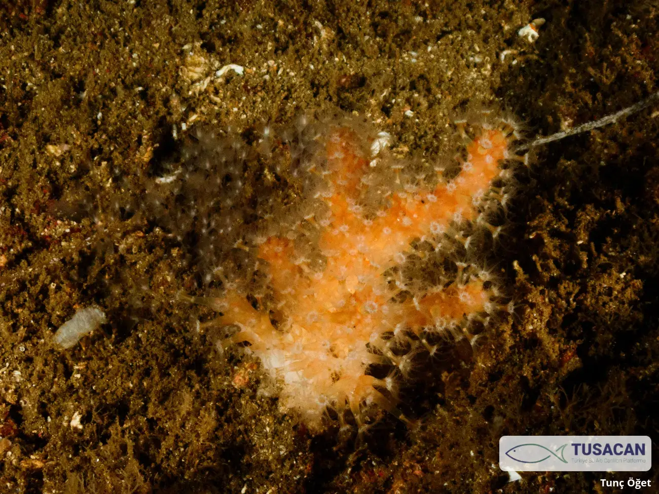 Alcyonium palmatum