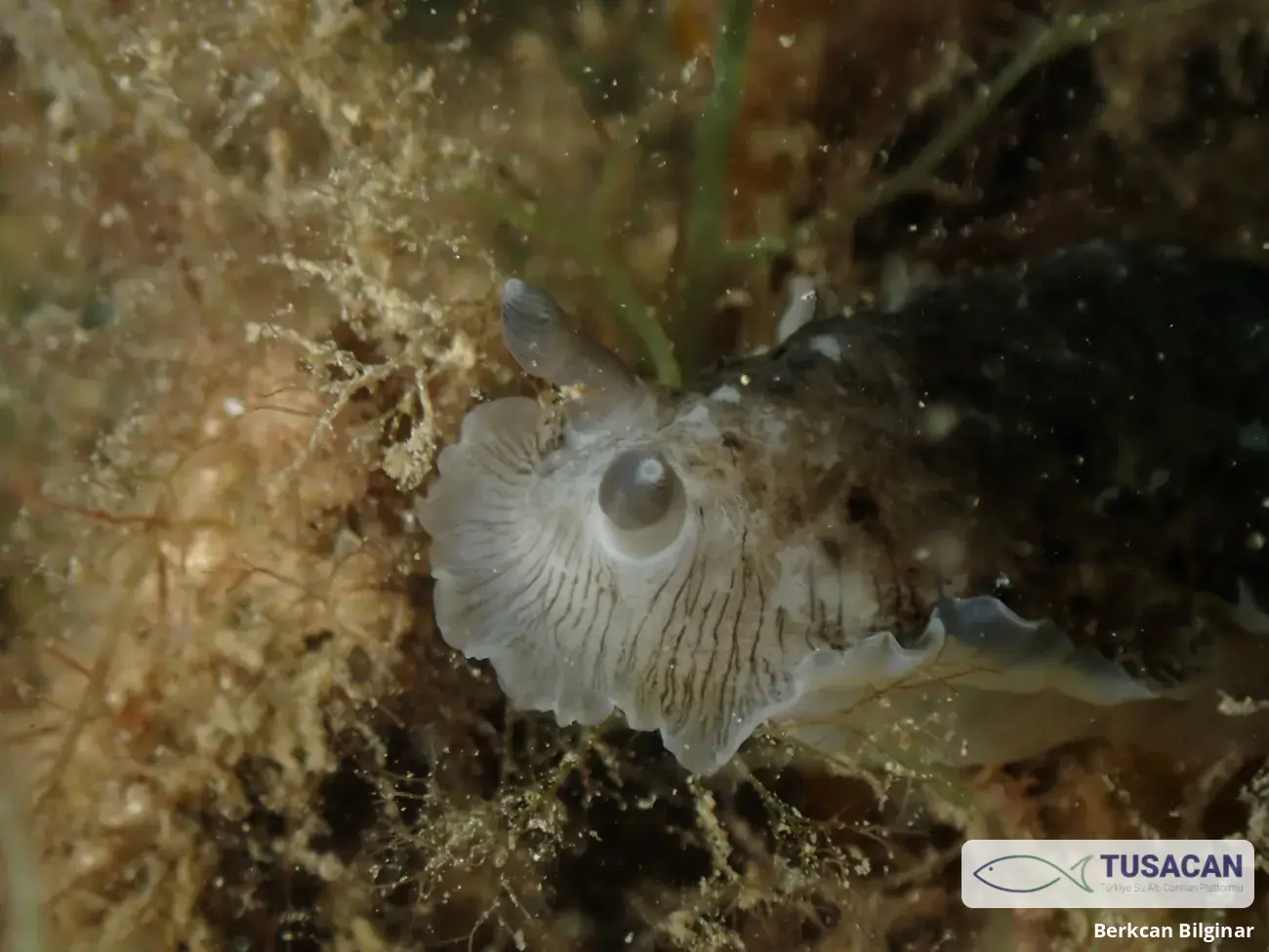 Dendrodoris grandiflora