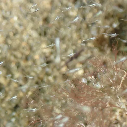 Mysidae (familya)