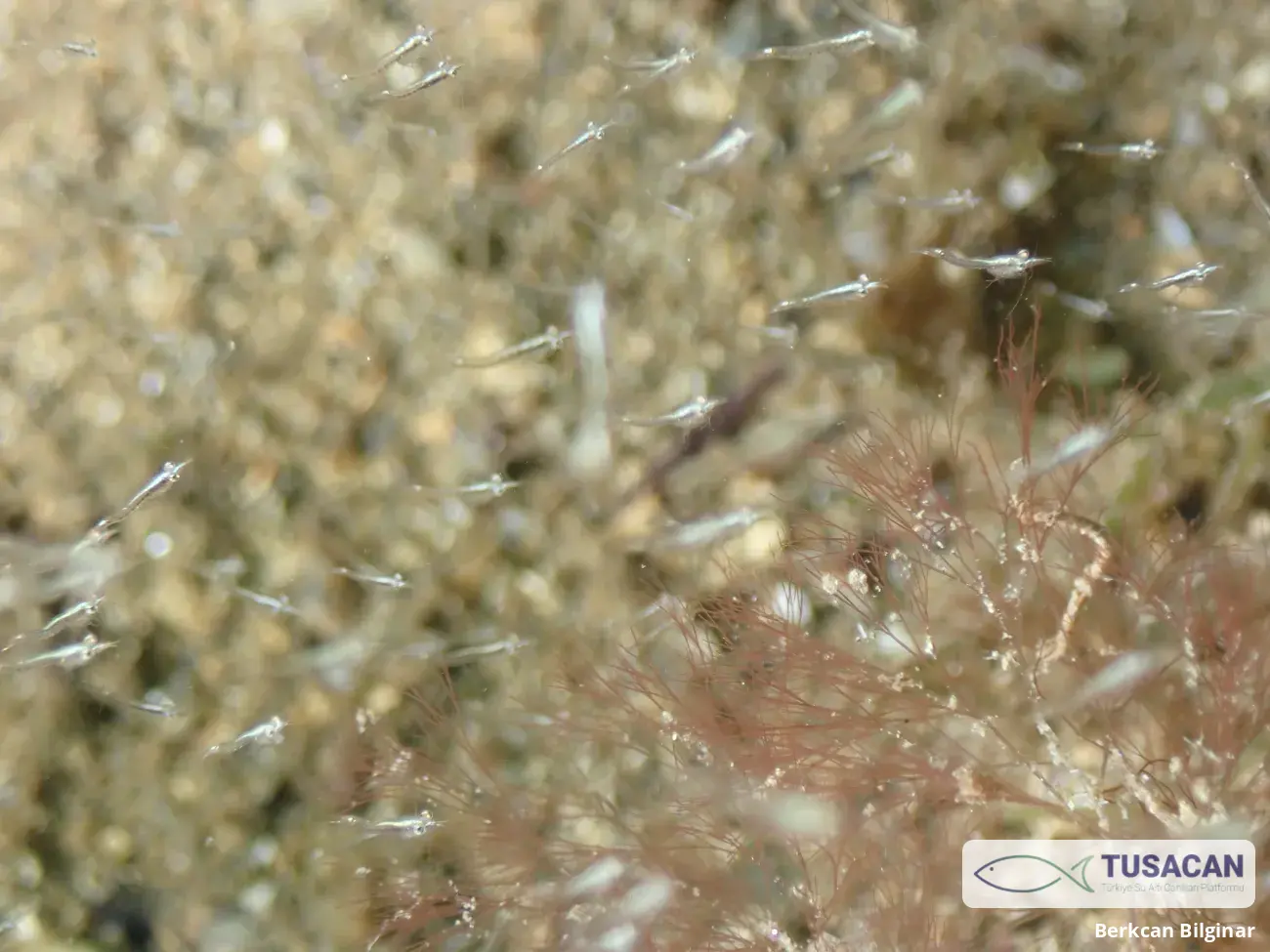 Mysidae (familya)
