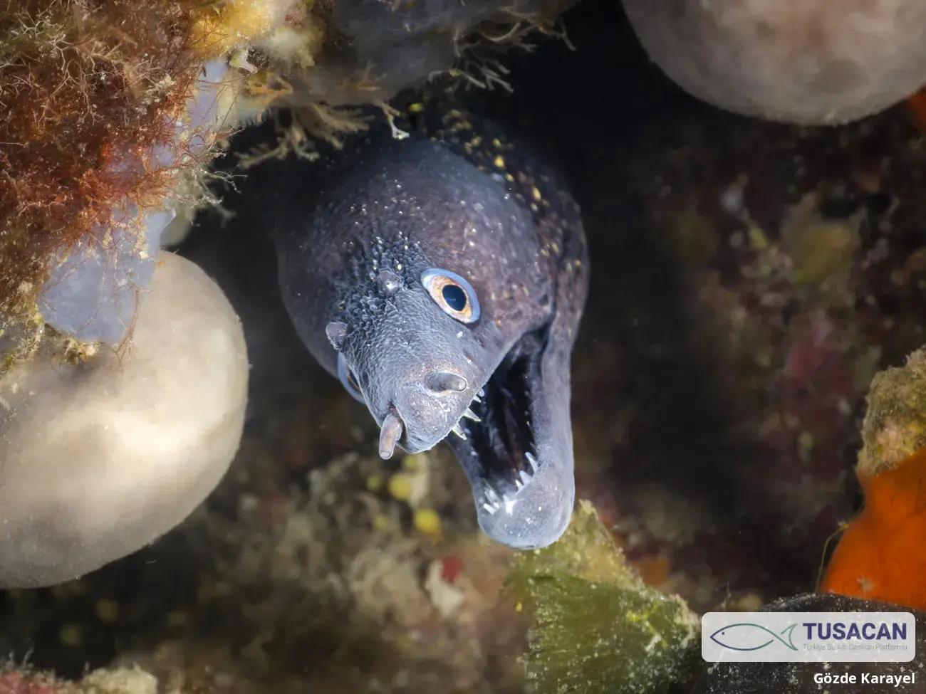 Muraena helena