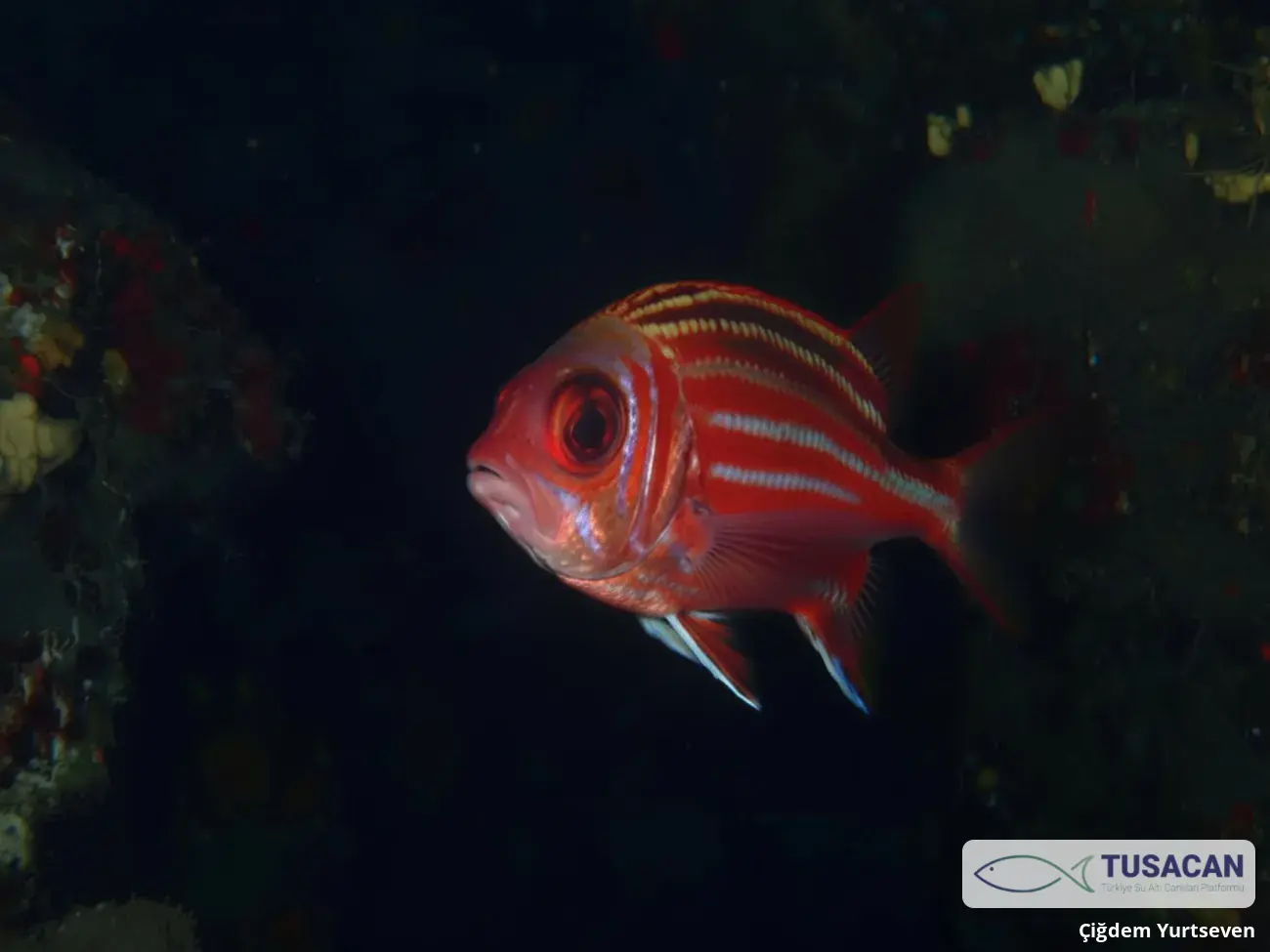Sargocentron rubrum