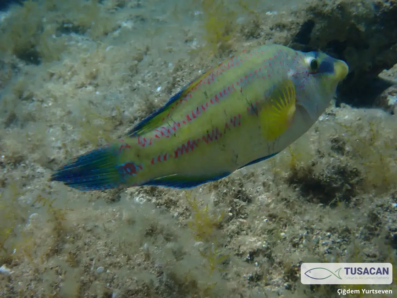 Symphodus tinca