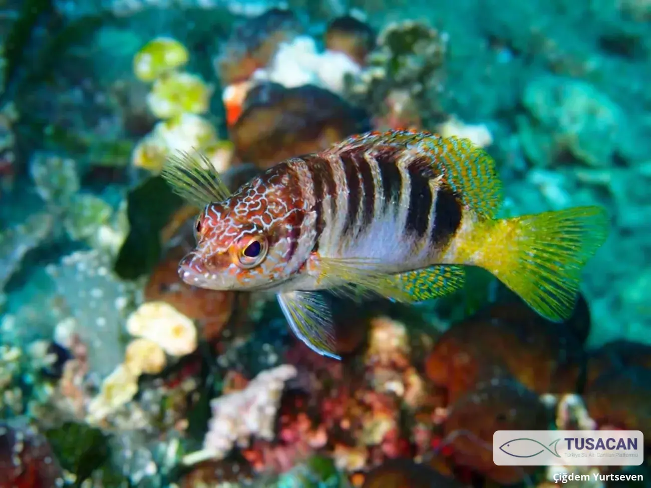 Serranus scriba