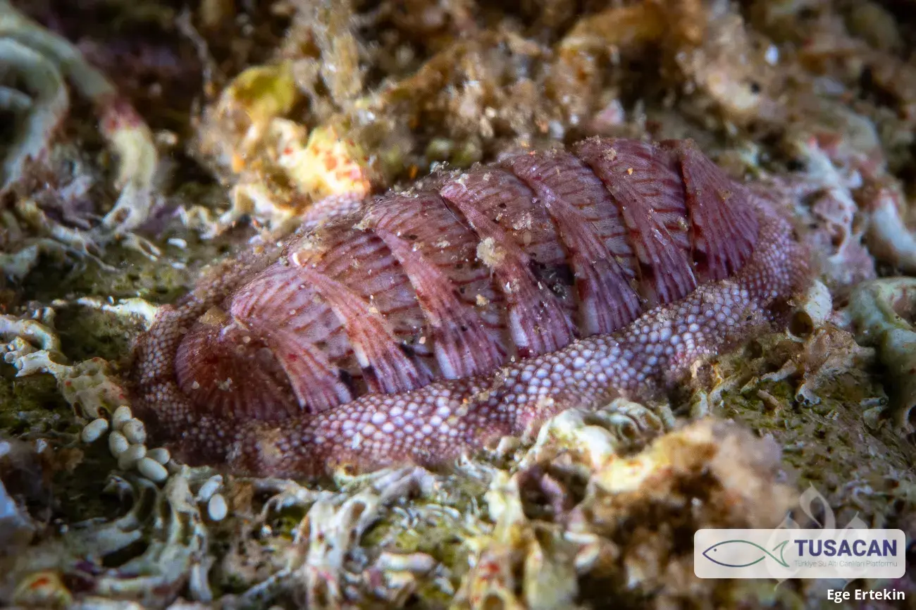 Rhyssoplax olivacea