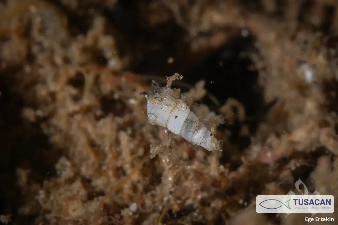 Pyramidellidae (familya)