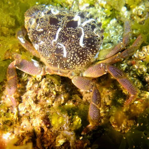 Eriphia verrucosa