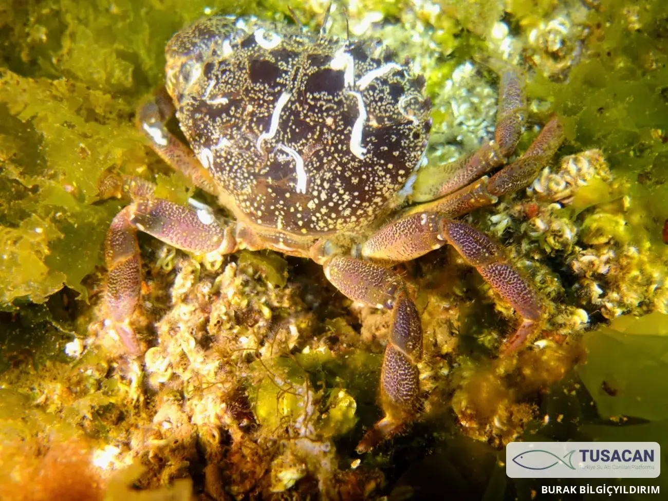 Eriphia verrucosa