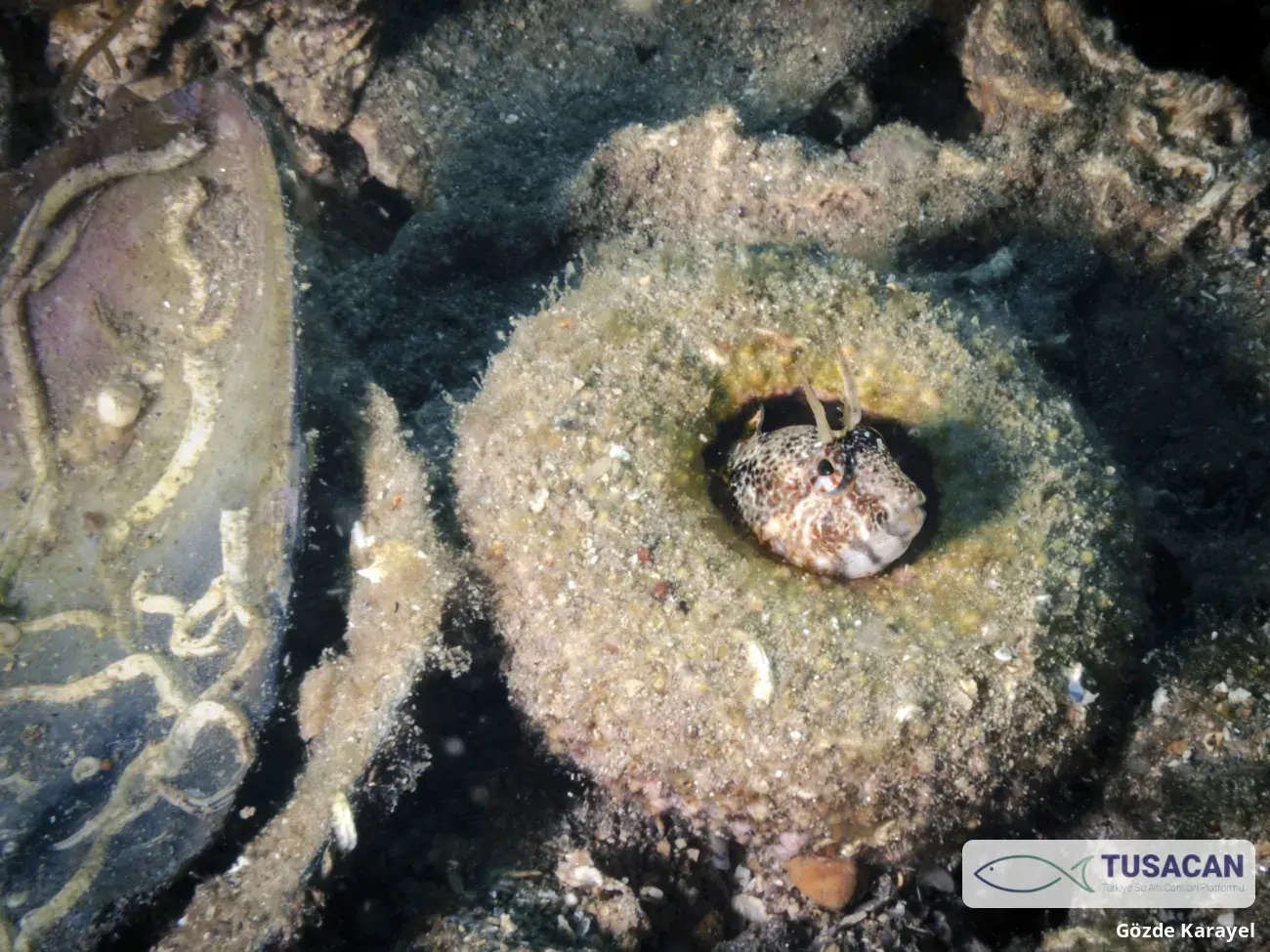 Parablennius tentacularis