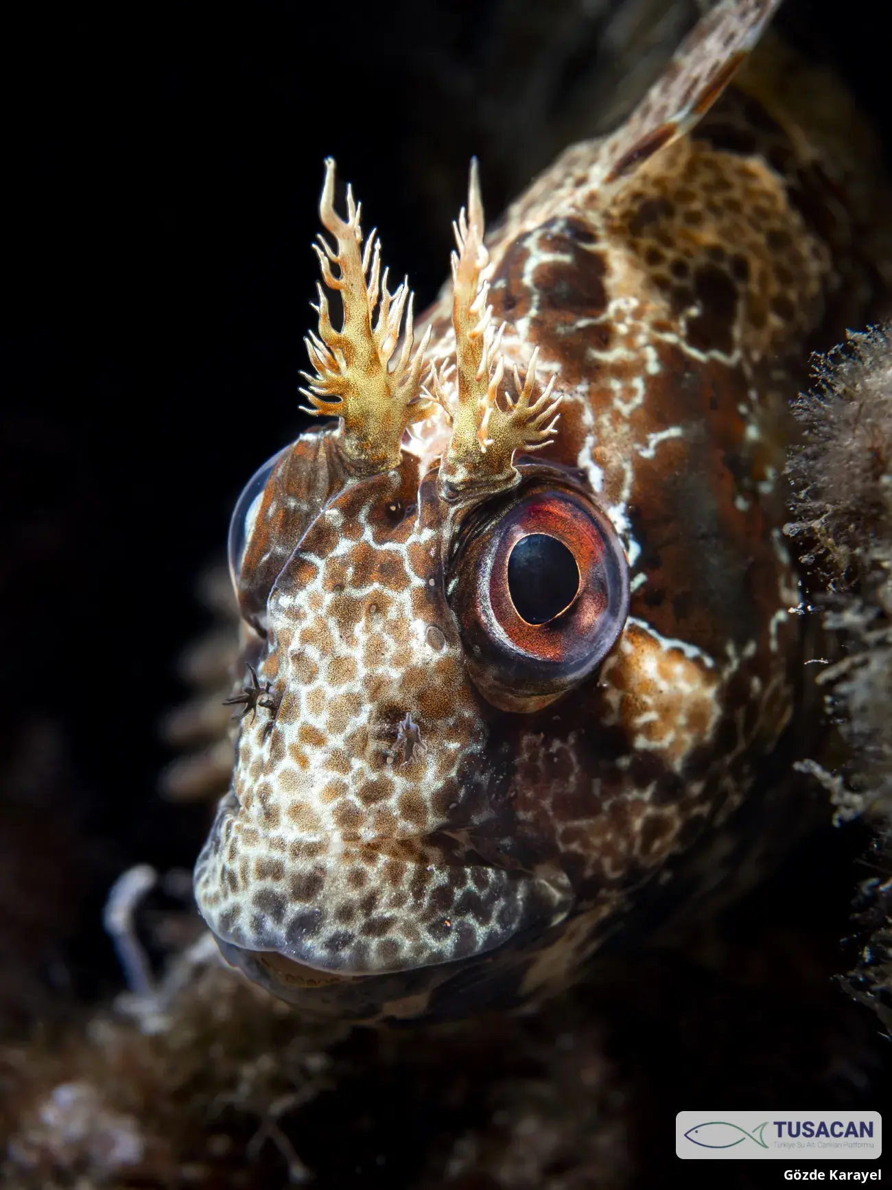 Parablennius gattorugine
