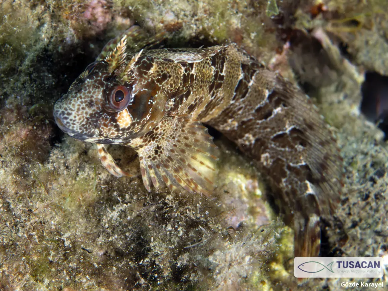 Parablennius gattorugine