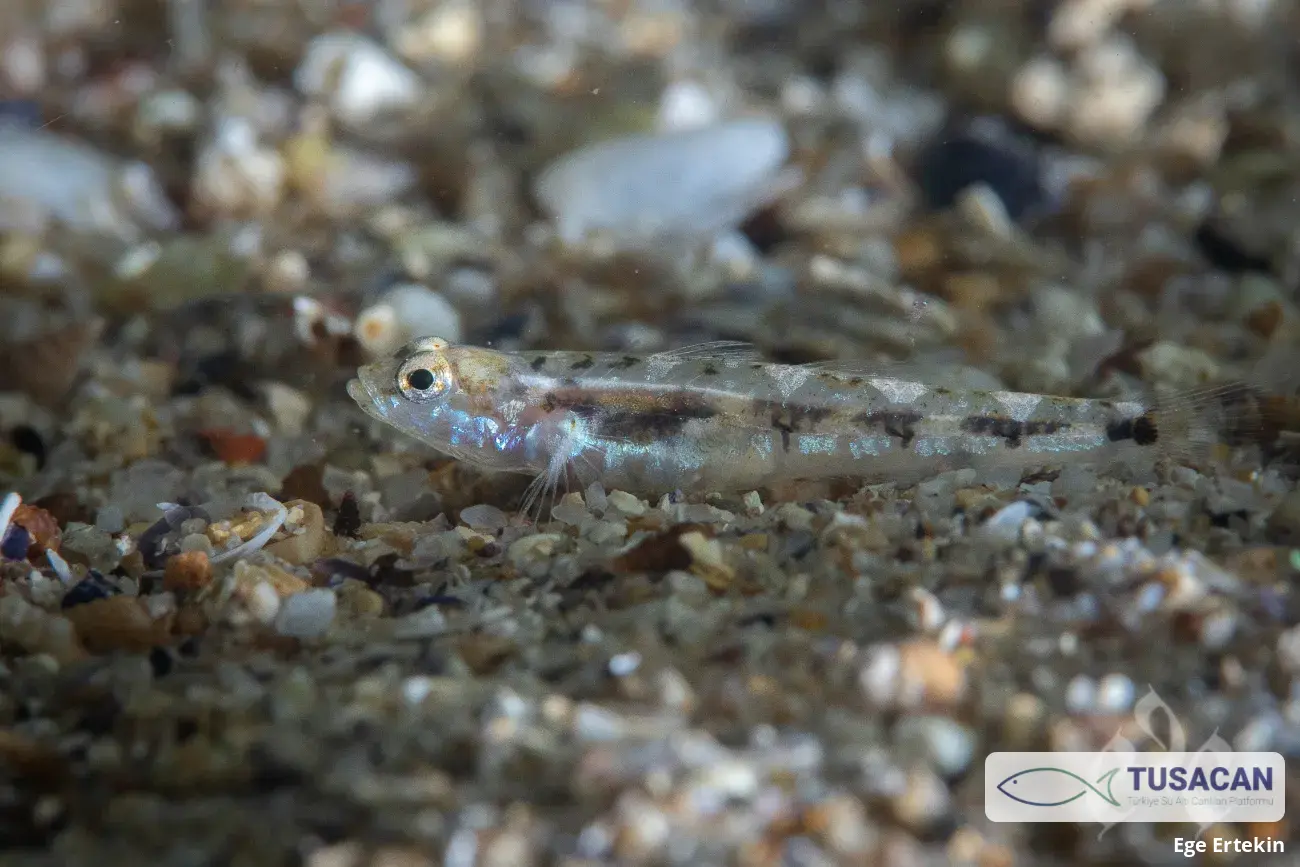 Pomatoschistus adriaticus