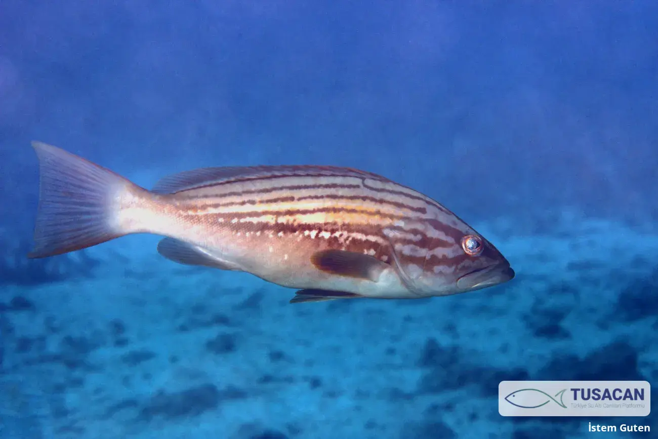 Epinephelus costae