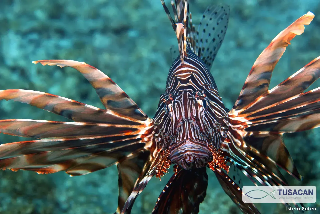Pterois miles