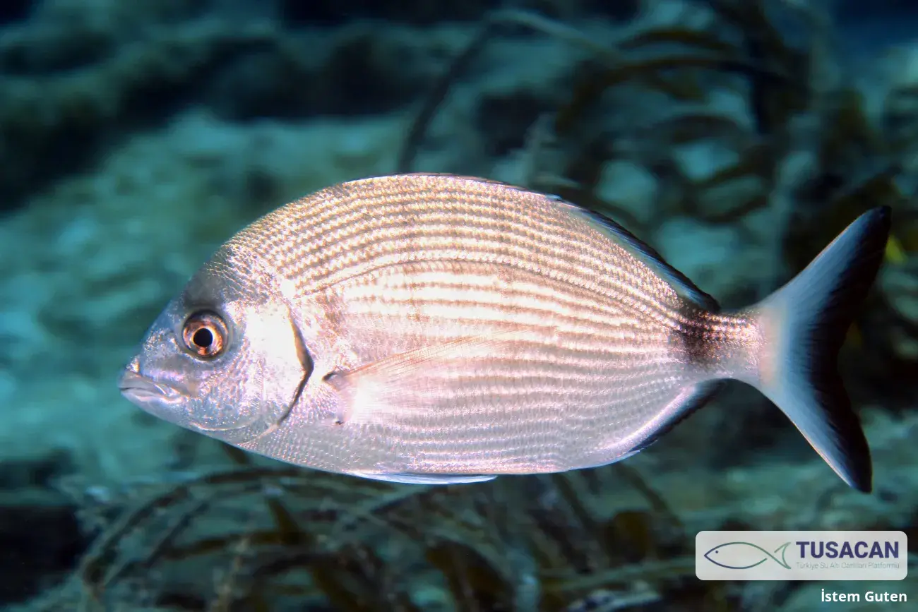 Diplodus sargus