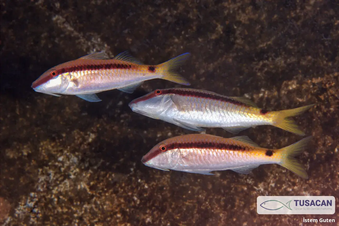 Parupeneus forsskali