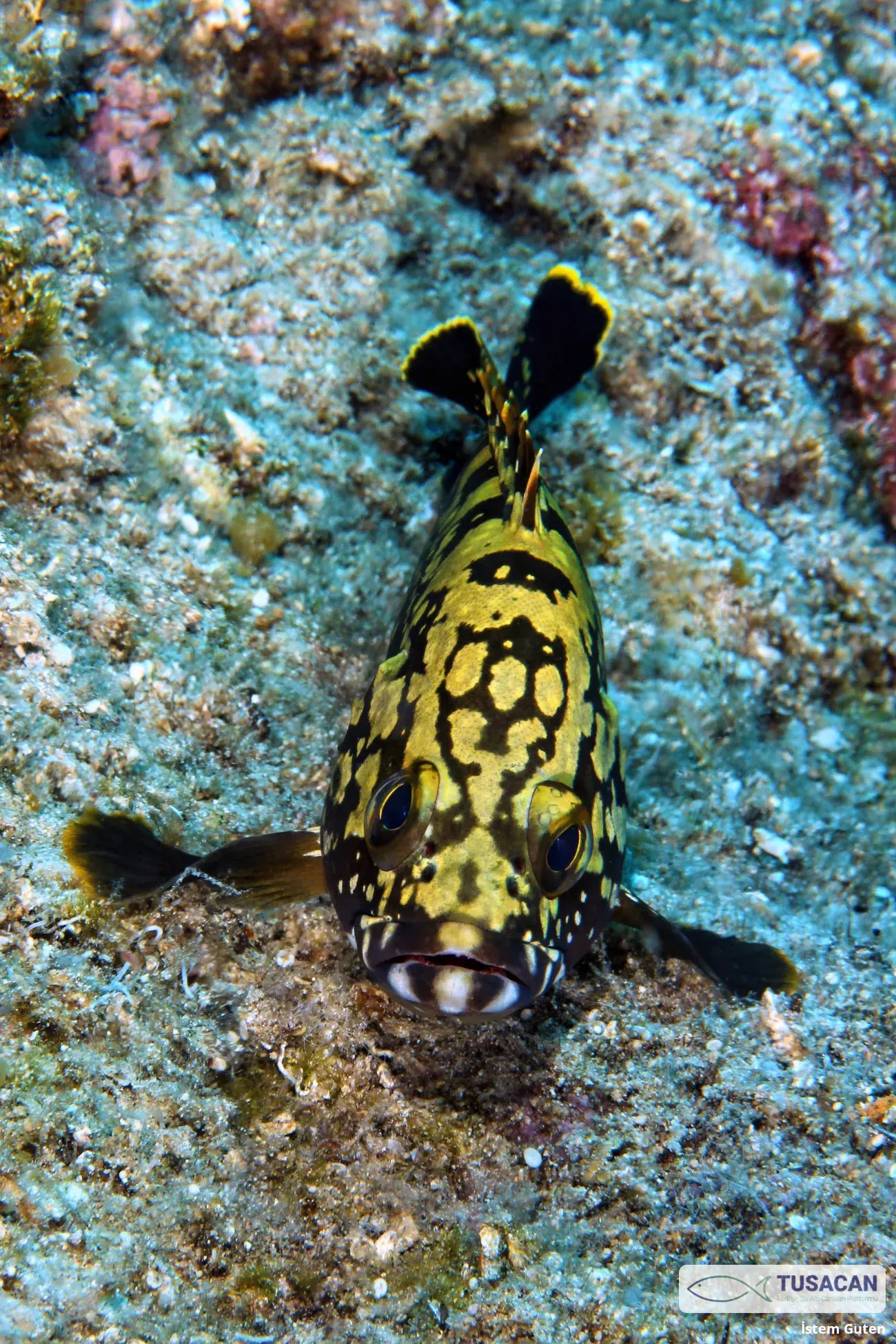 Epinephelus marginatus