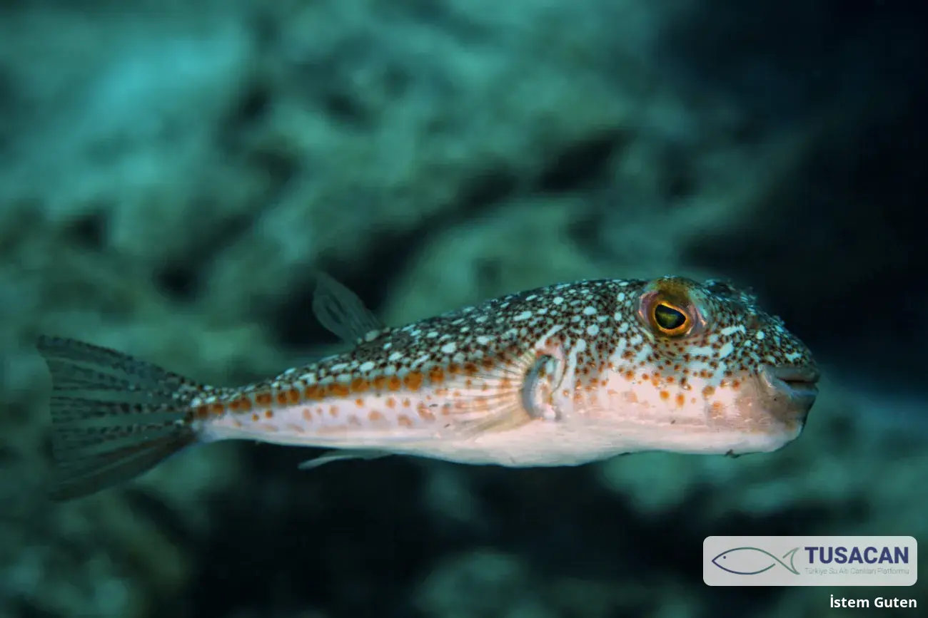 Torquigener hypselogeneion