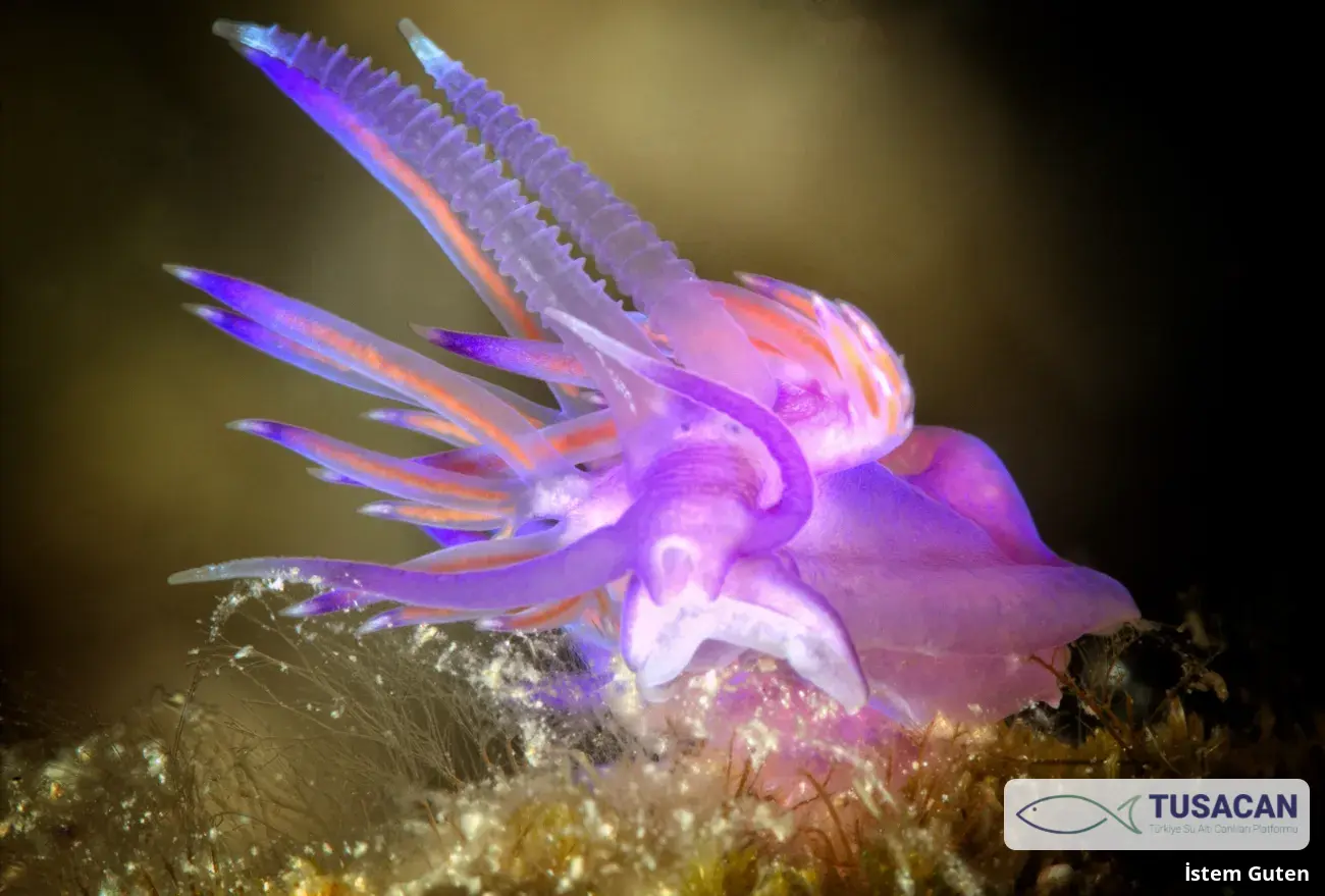 Flabellina affinis