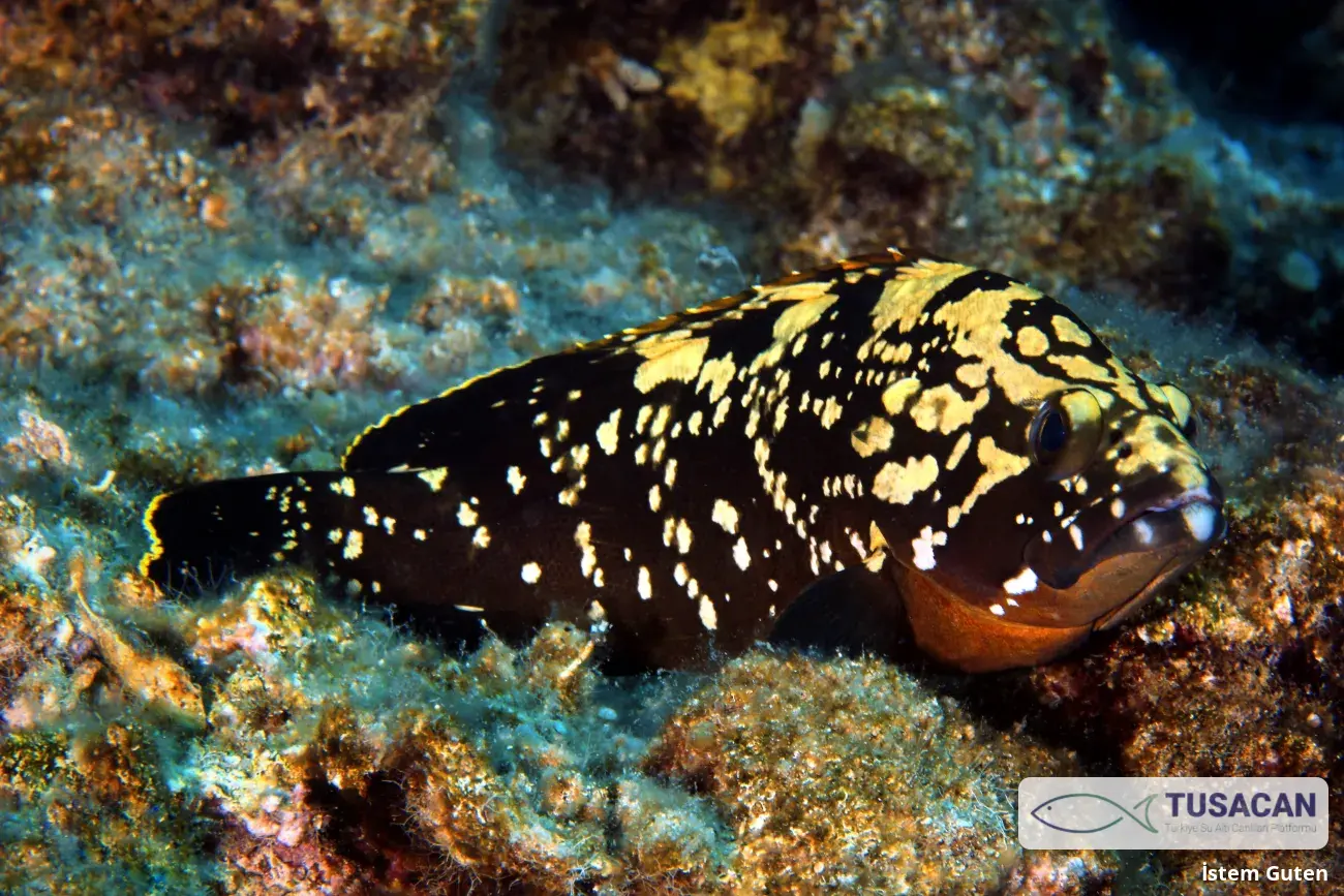 Epinephelus marginatus