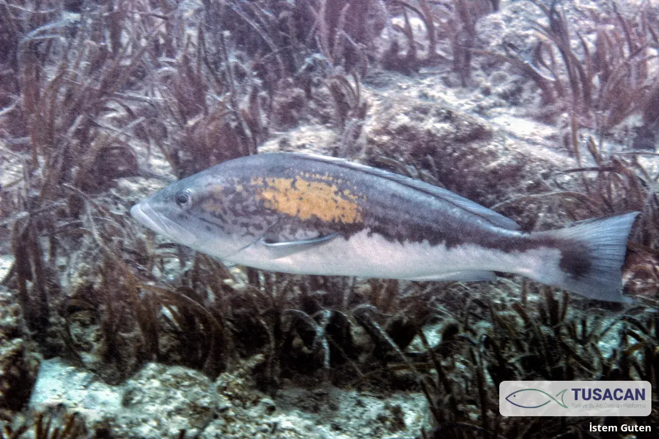 Epinephelus costae