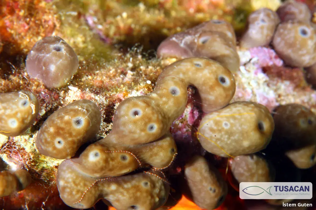 Chondrilla nucula