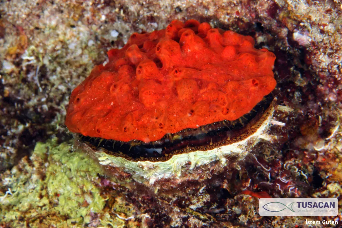 Spondylus gaederopus