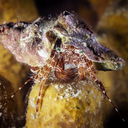 Pagurus anachoretus