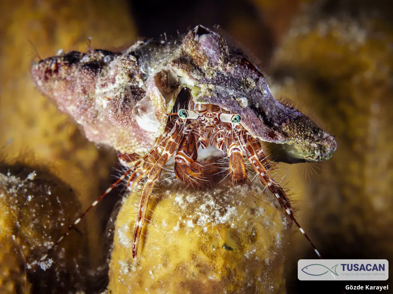 Pagurus anachoretus