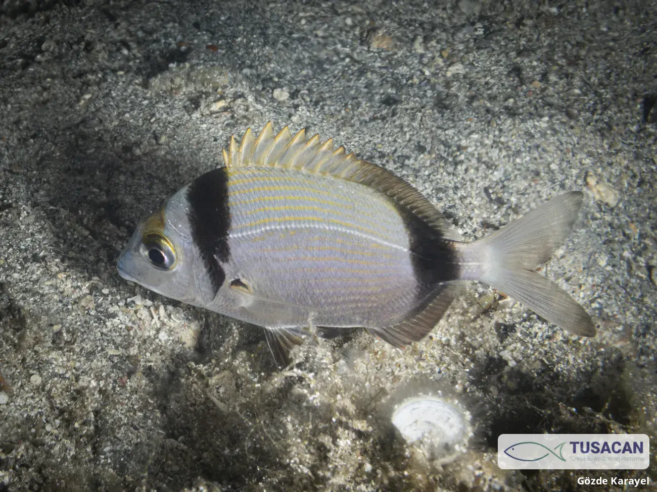 Diplodus vulgaris
