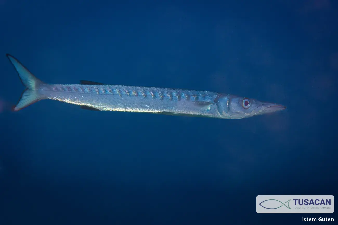 Sphyraena viridensis