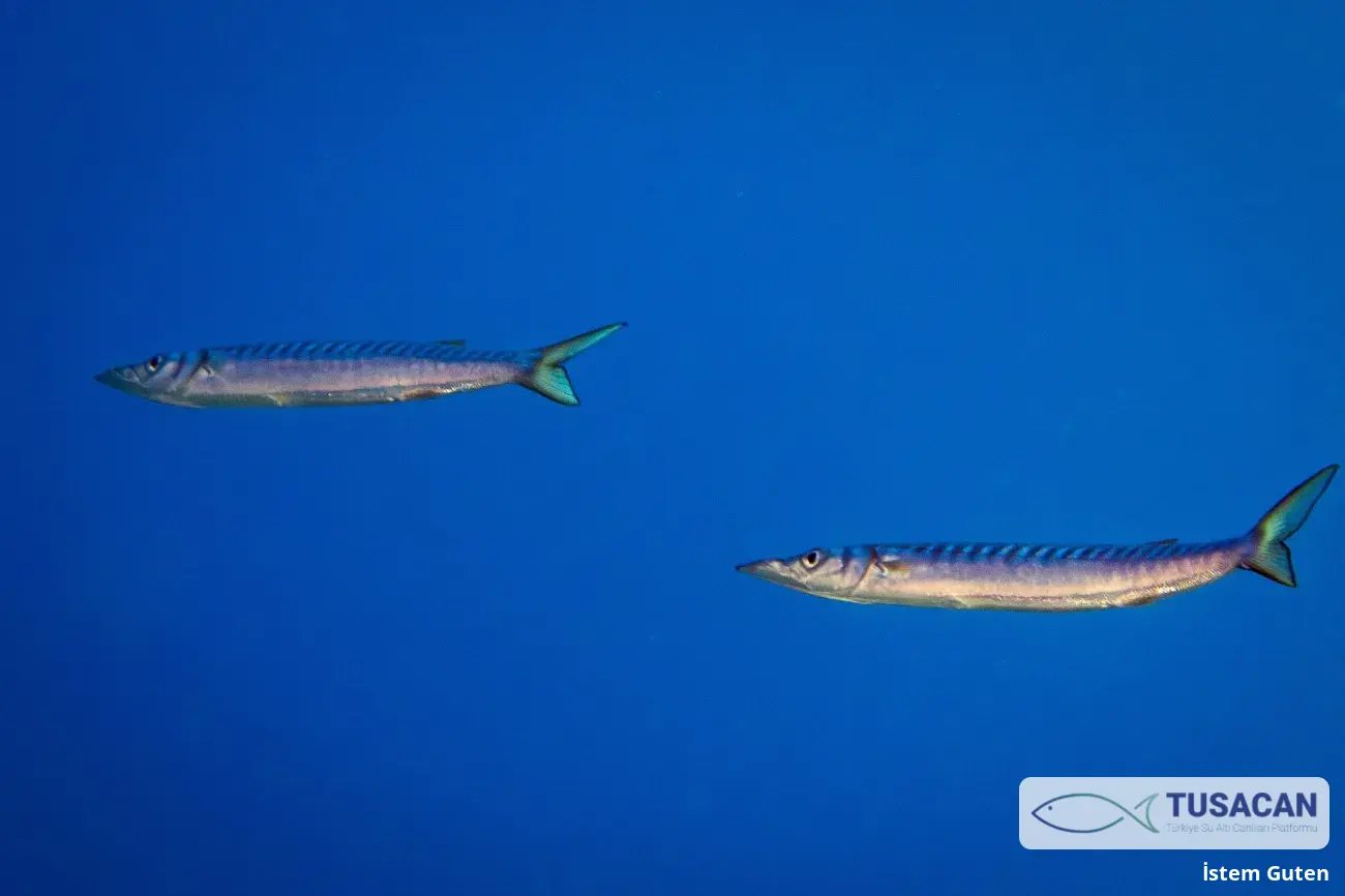 Sphyraena viridensis