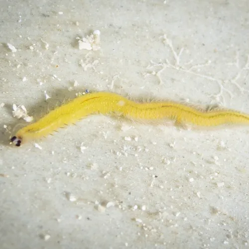 Platynereis sp.