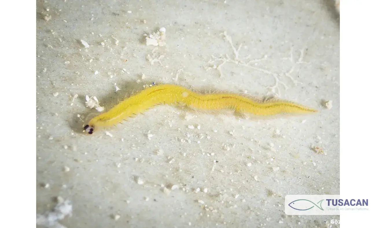 Platynereis sp.