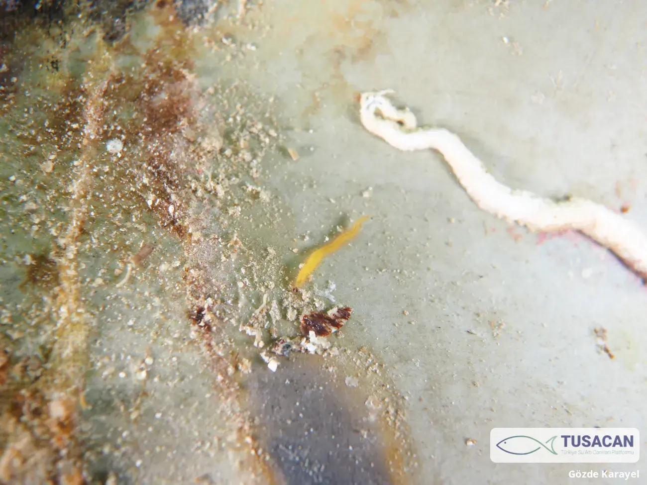 Platynereis sp.