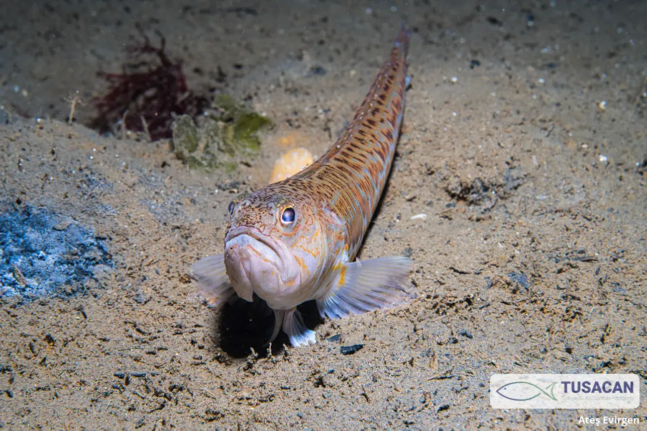 Trachinus draco