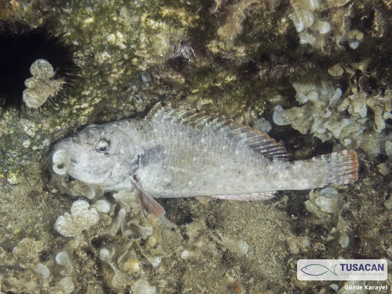 Sparisoma cretense