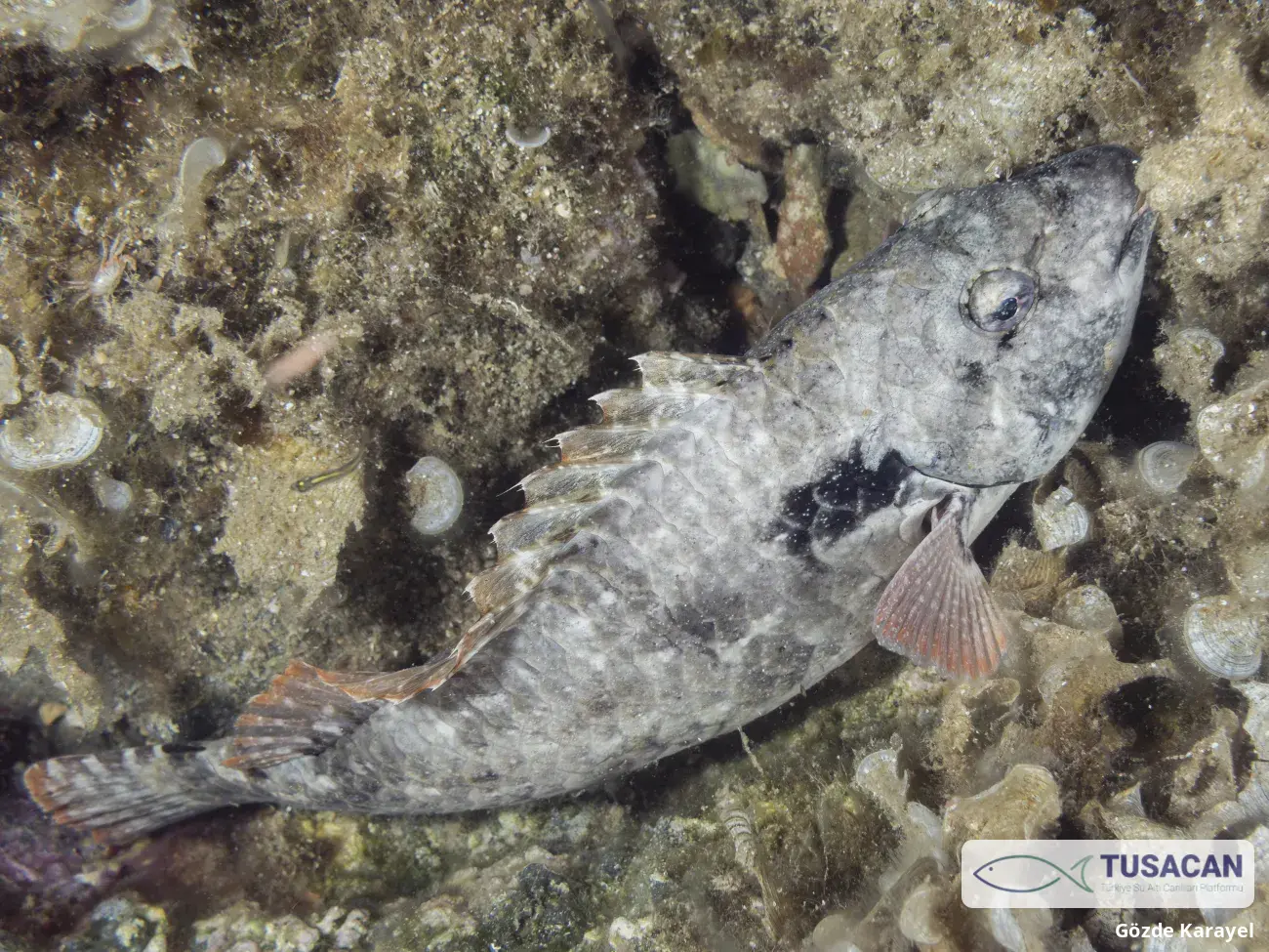 Sparisoma cretense