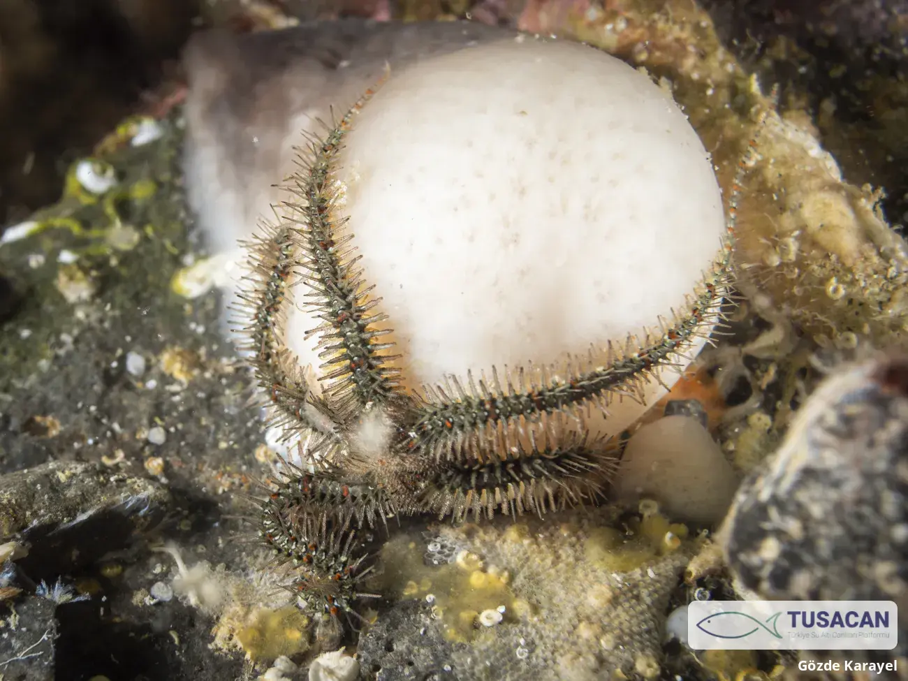 Ophiothrix fragilis