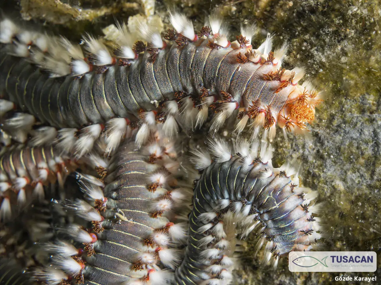 Hermodice carunculata