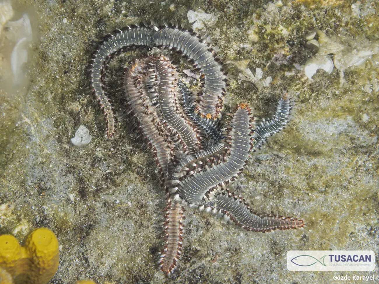 Hermodice carunculata