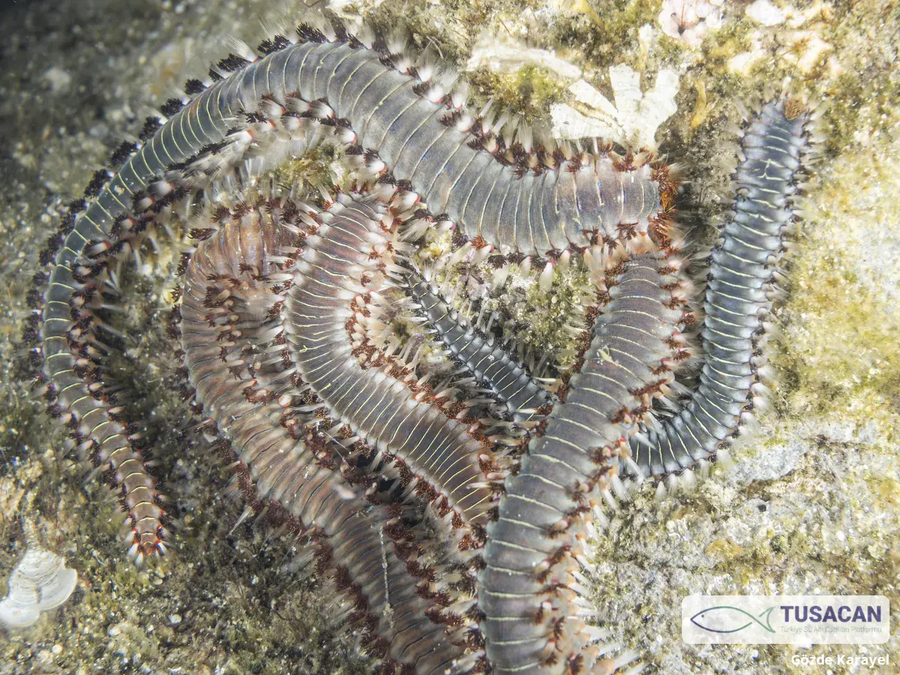 Hermodice carunculata