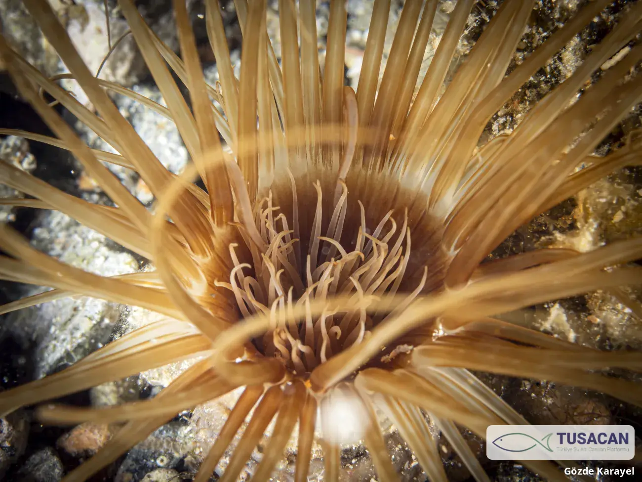 Cerianthus membranaceus