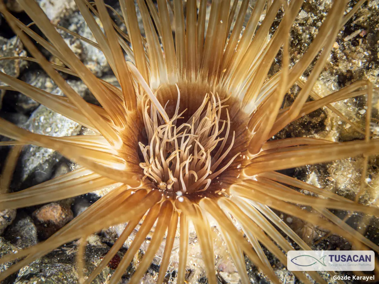 Cerianthus membranaceus