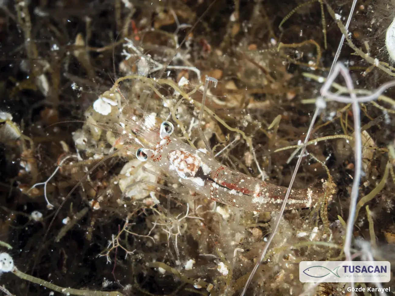 Processa Sp.
