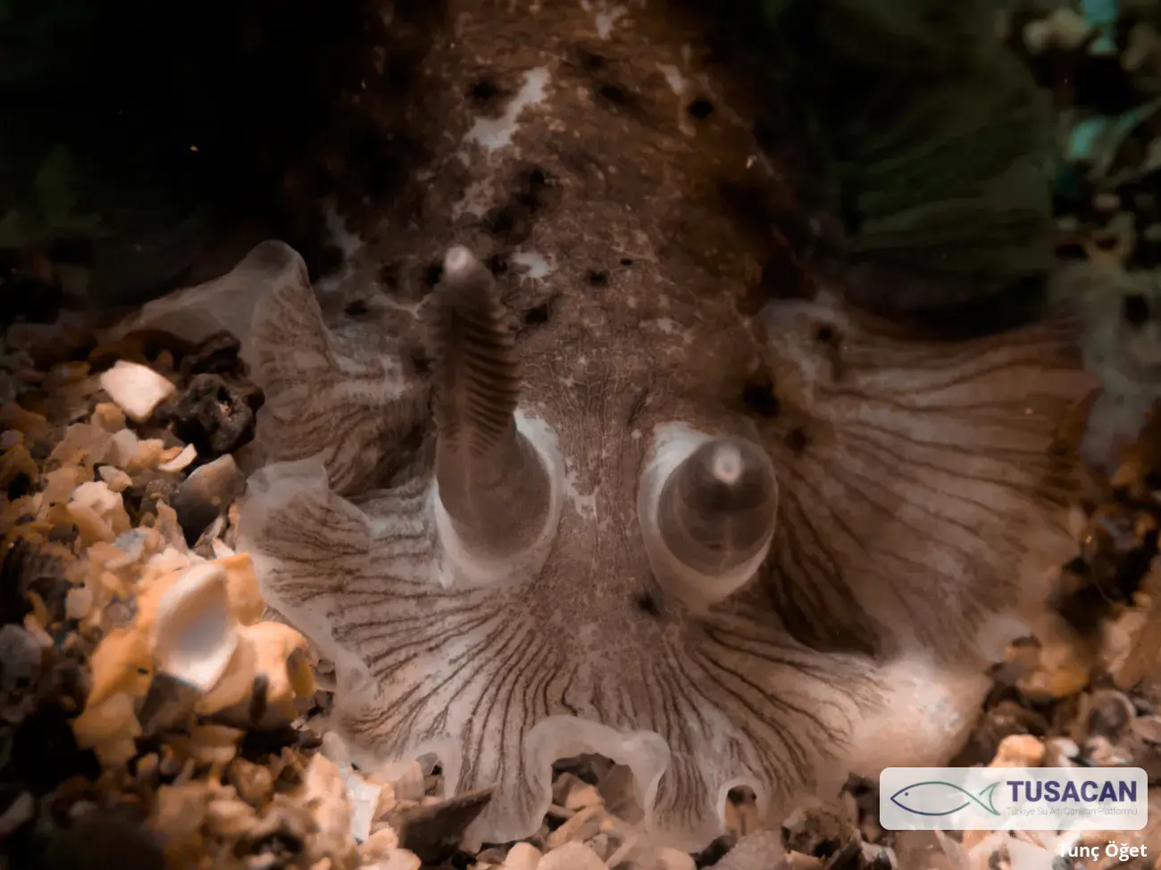 Dendrodoris grandiflora
