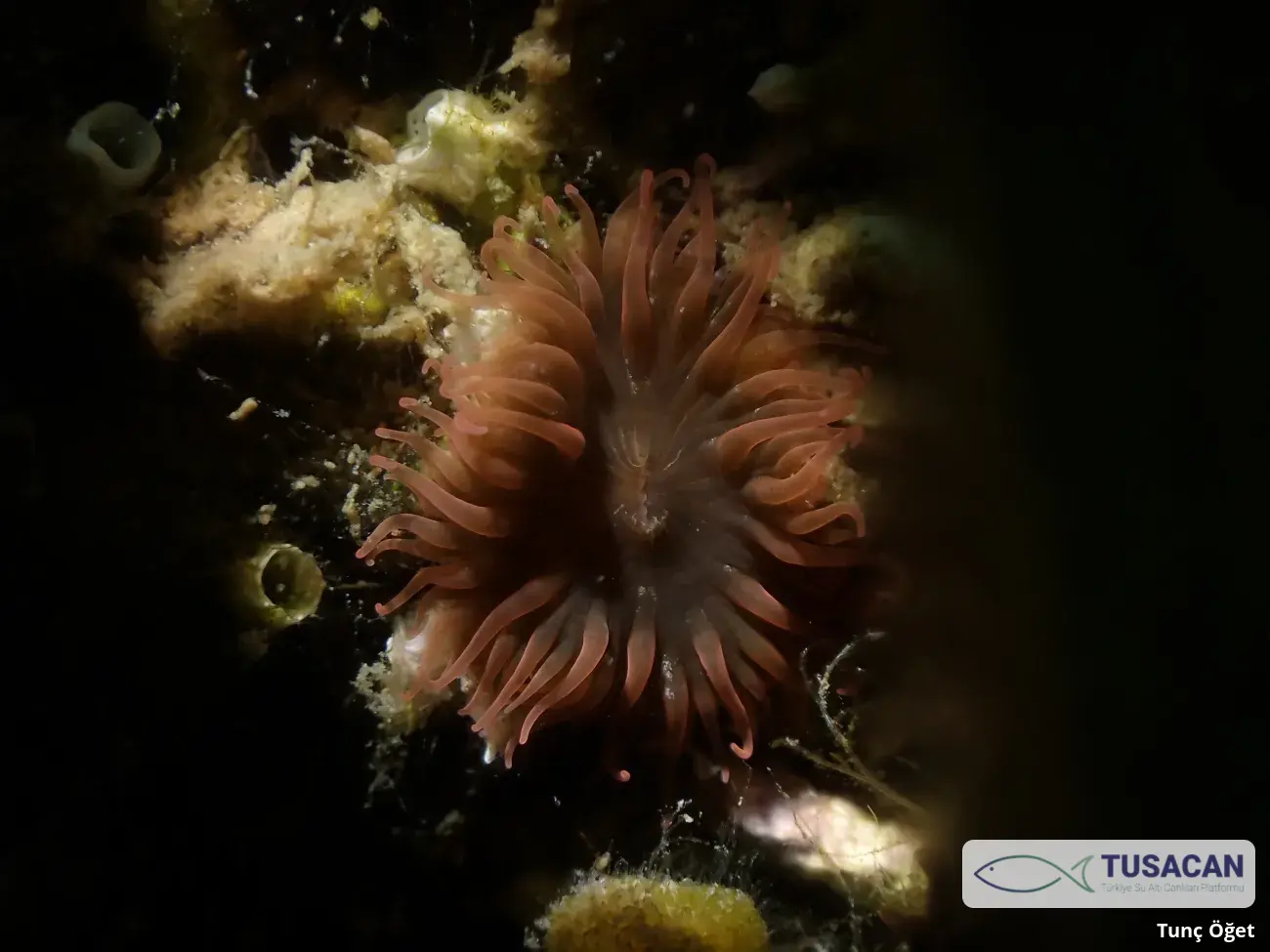 Actinia equina